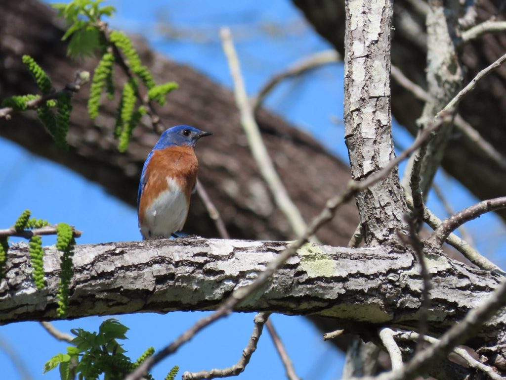 Your Backyard Wilderness Edisto Island Open Land Trust, South Carolina