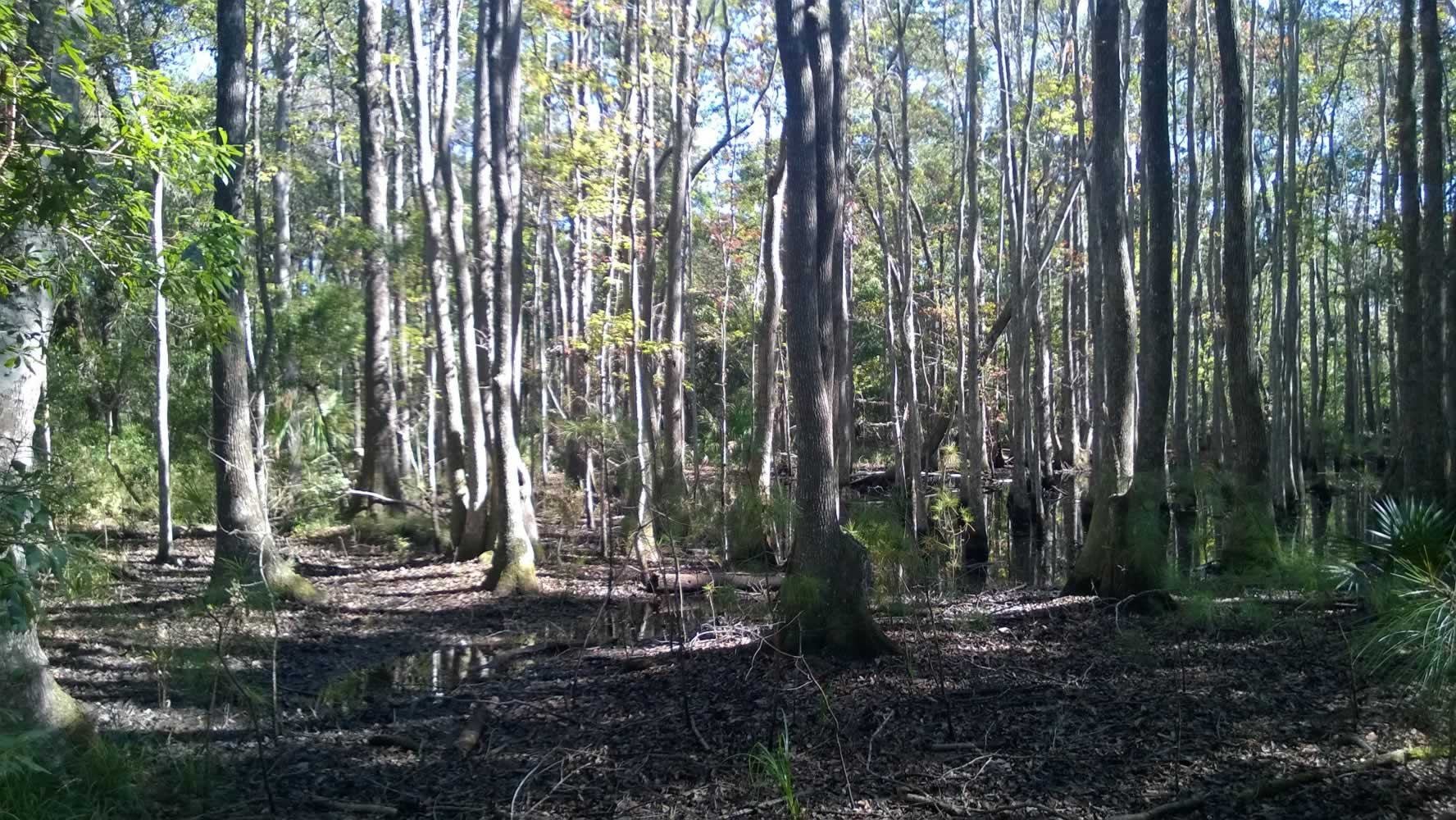 Pine Landing CCPRC Edisto Island Open Land Trust, South Carolina