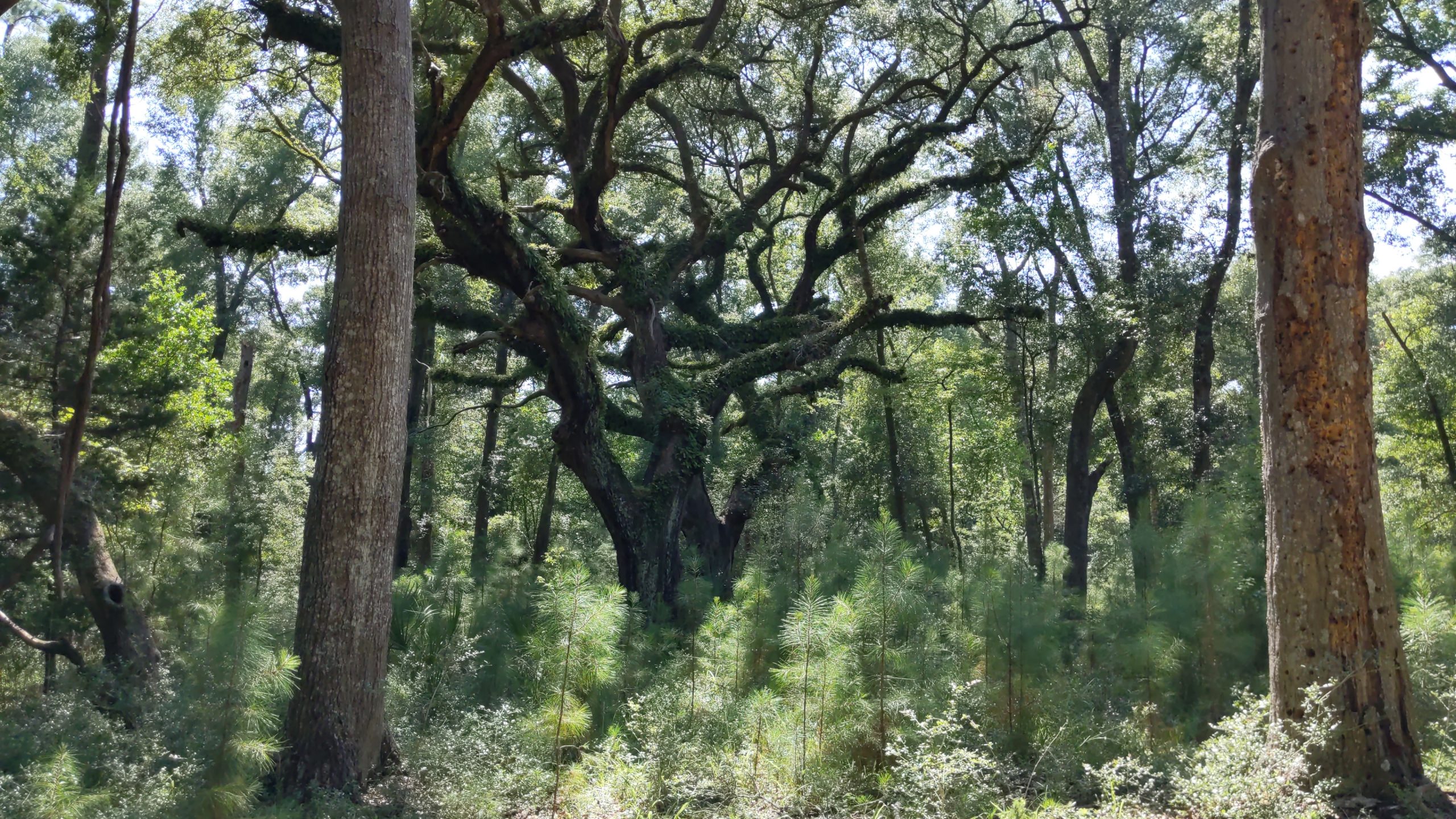 Peters Point Vergot Edisto Island Open Land Trust, South Carolina