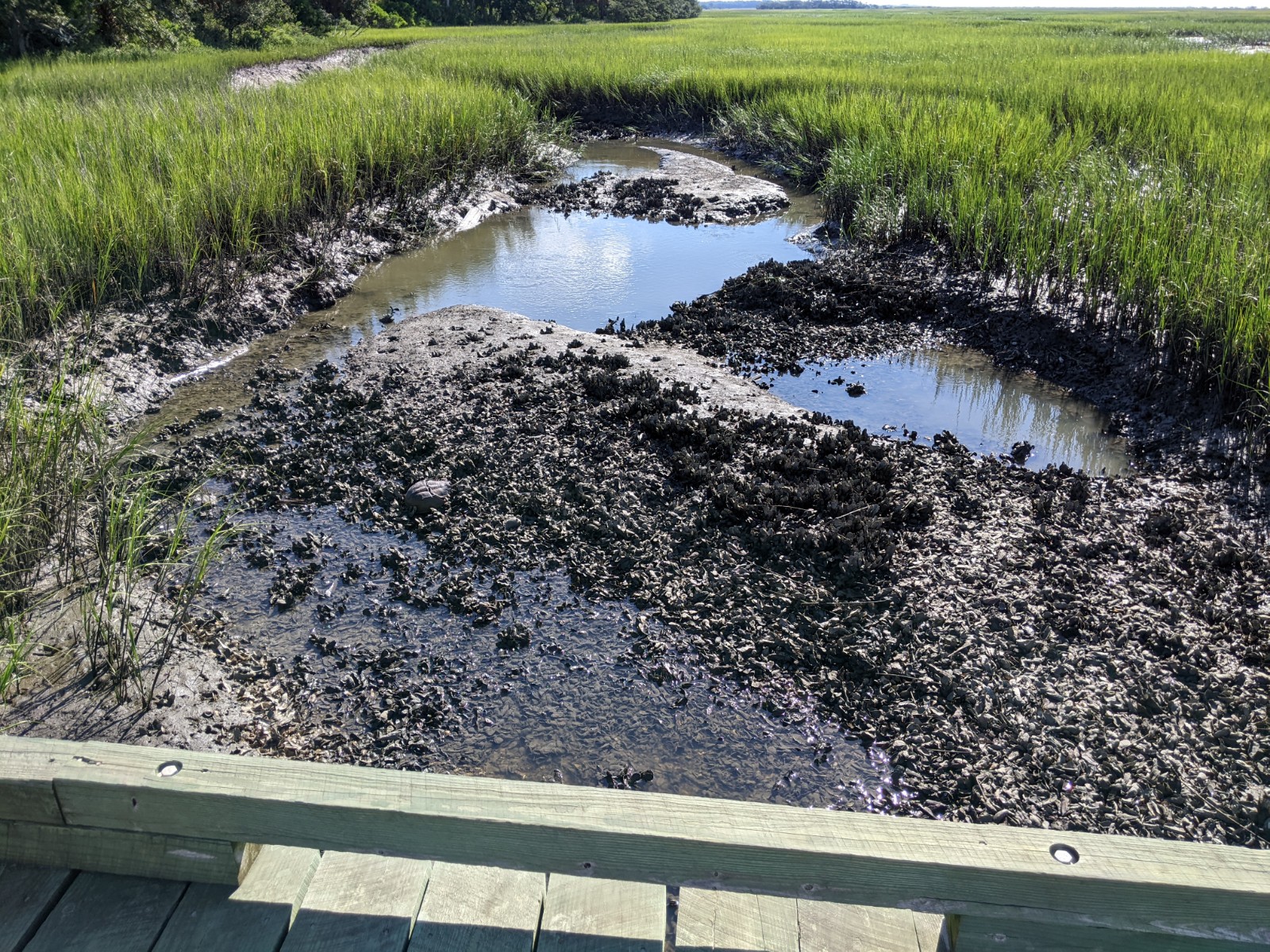 Water Quality Edisto Island Open Land Trust, South Carolina