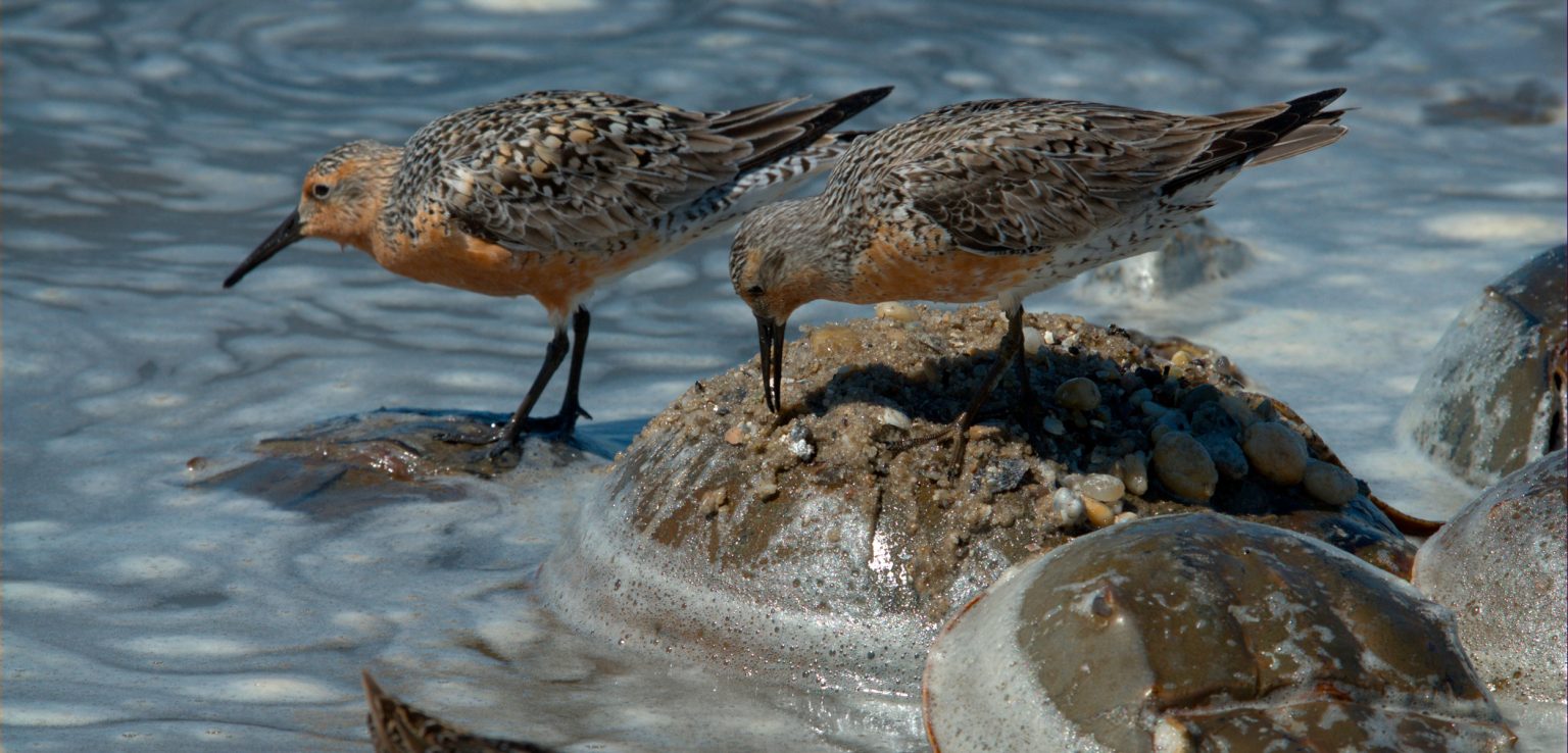 Horseshoe crabs and Red Knots with Dr. Al Segars Edisto Island Open