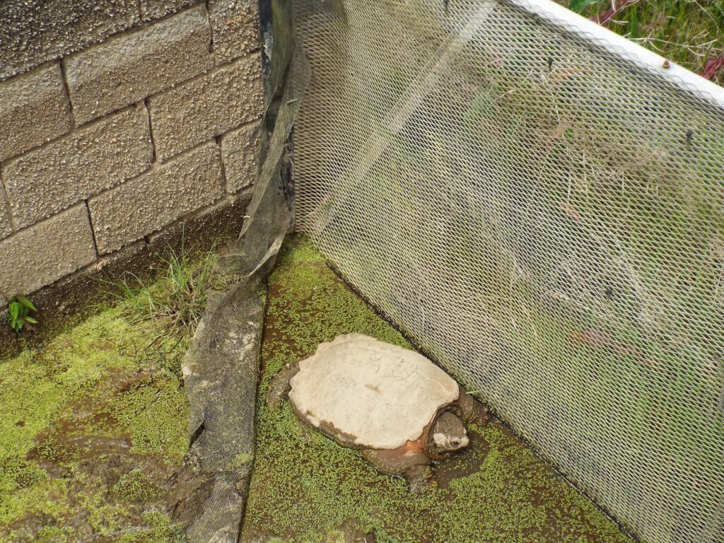 Eastern Snapping Turtle Edisto Island Open Land Trust South Carolina   2 DSCF9711 1024x768 