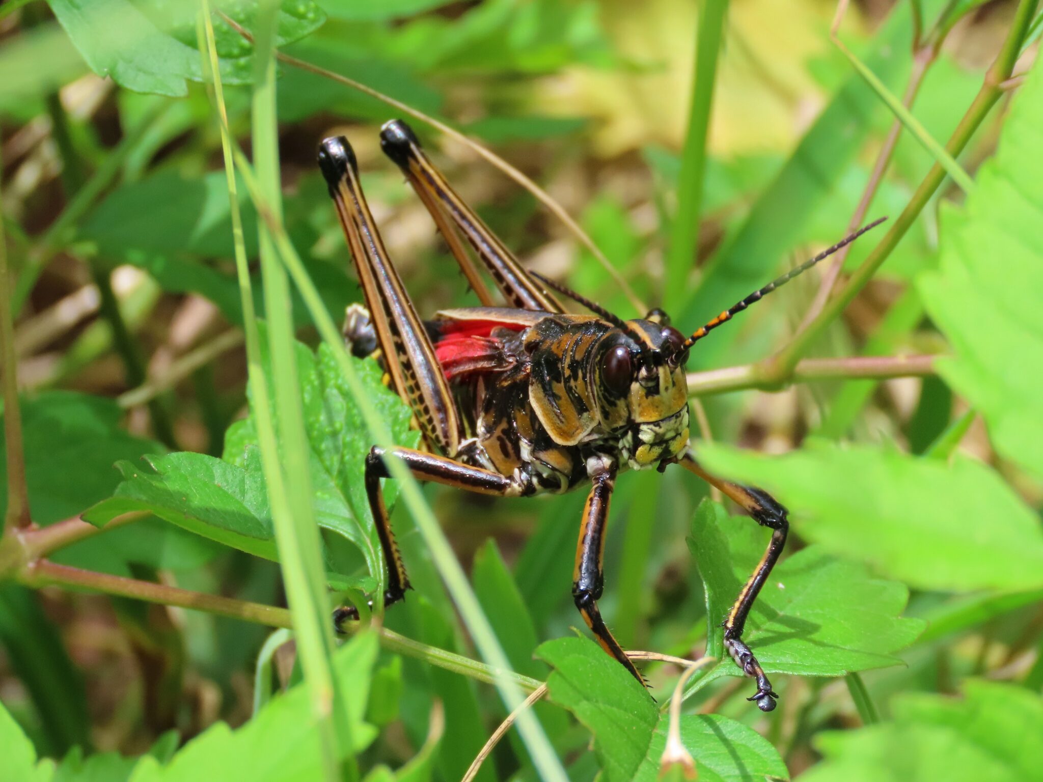 Eastern Lubber Edisto Island Open Land Trust, South Carolina