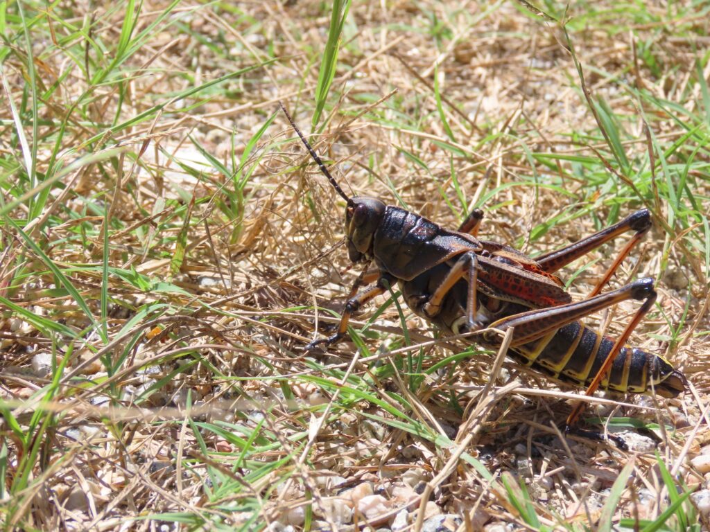 Eastern Lubber Grasshopper - Edisto Island Open Land Trust, South Carolina