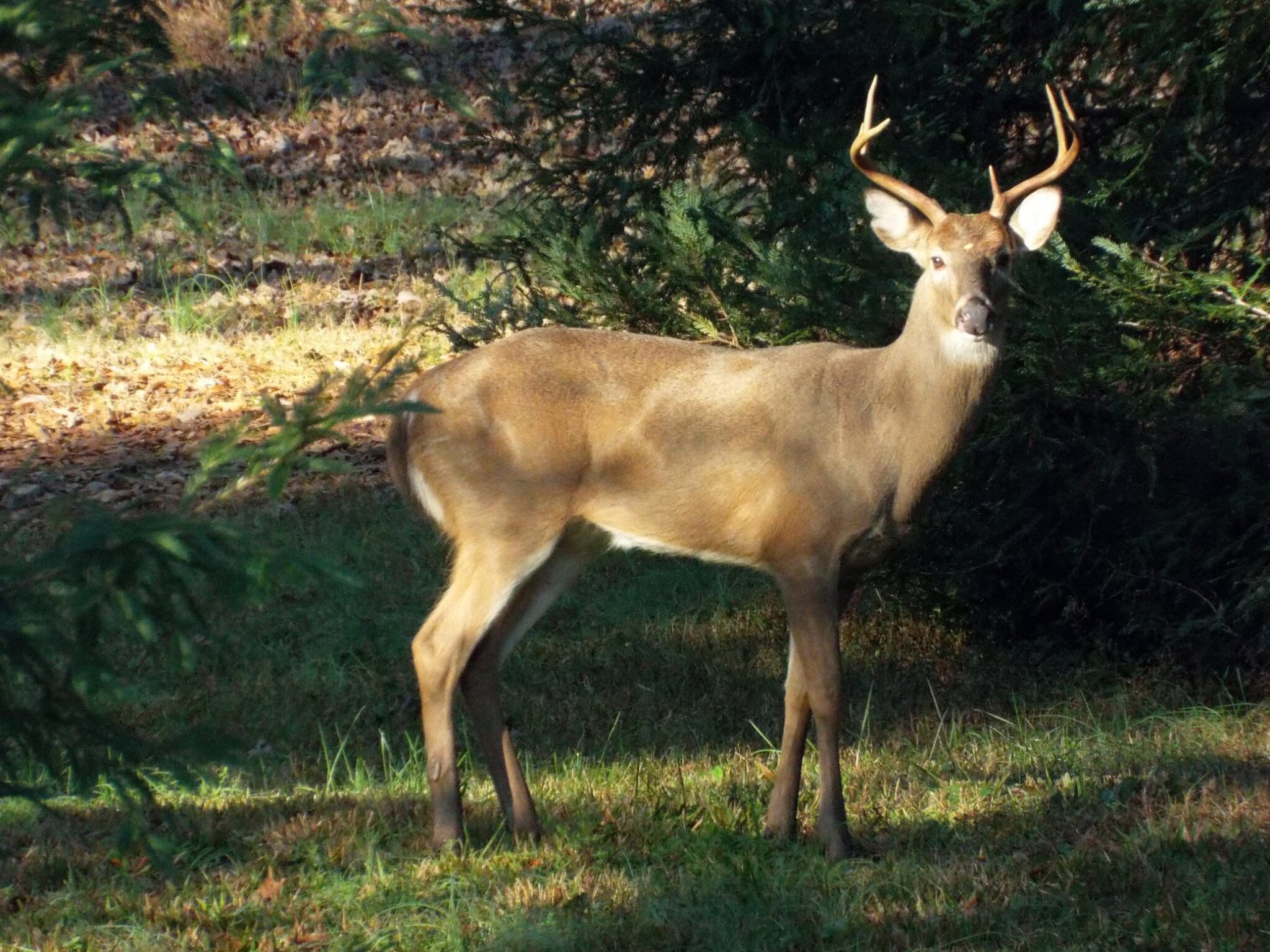 White-tailed Deer - Edisto Island Open Land Trust, South Carolina