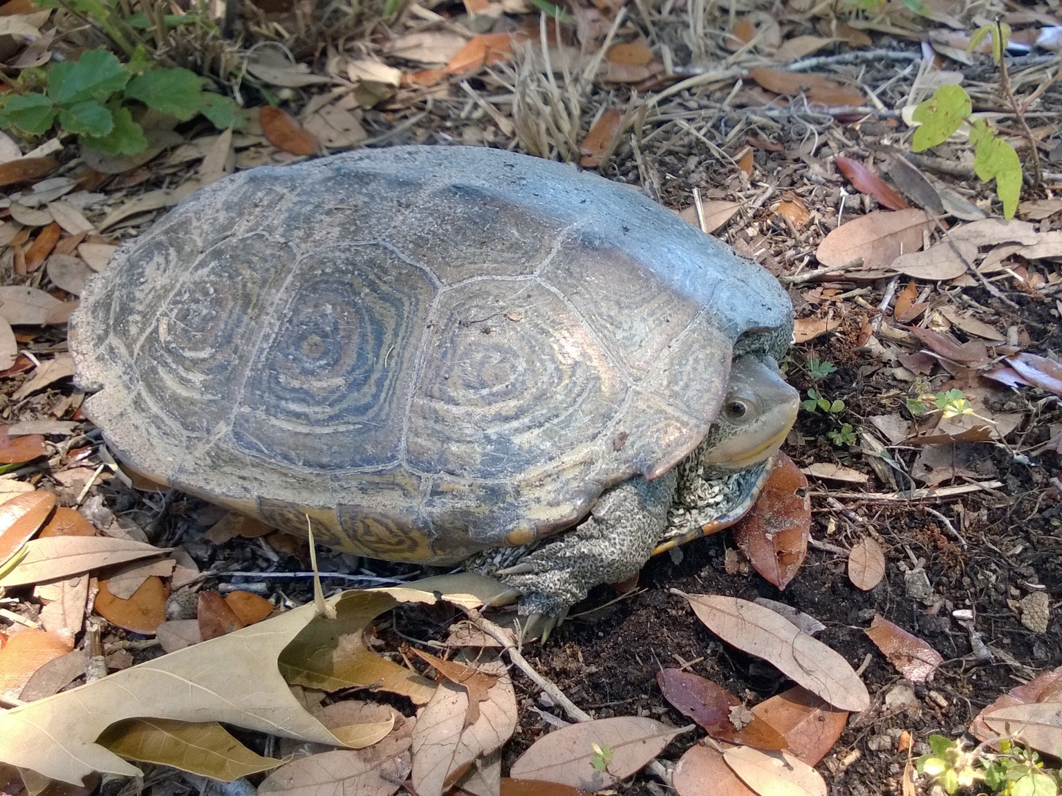 Diamondback Terrapin - Edisto Island Open Land Trust, South Carolina