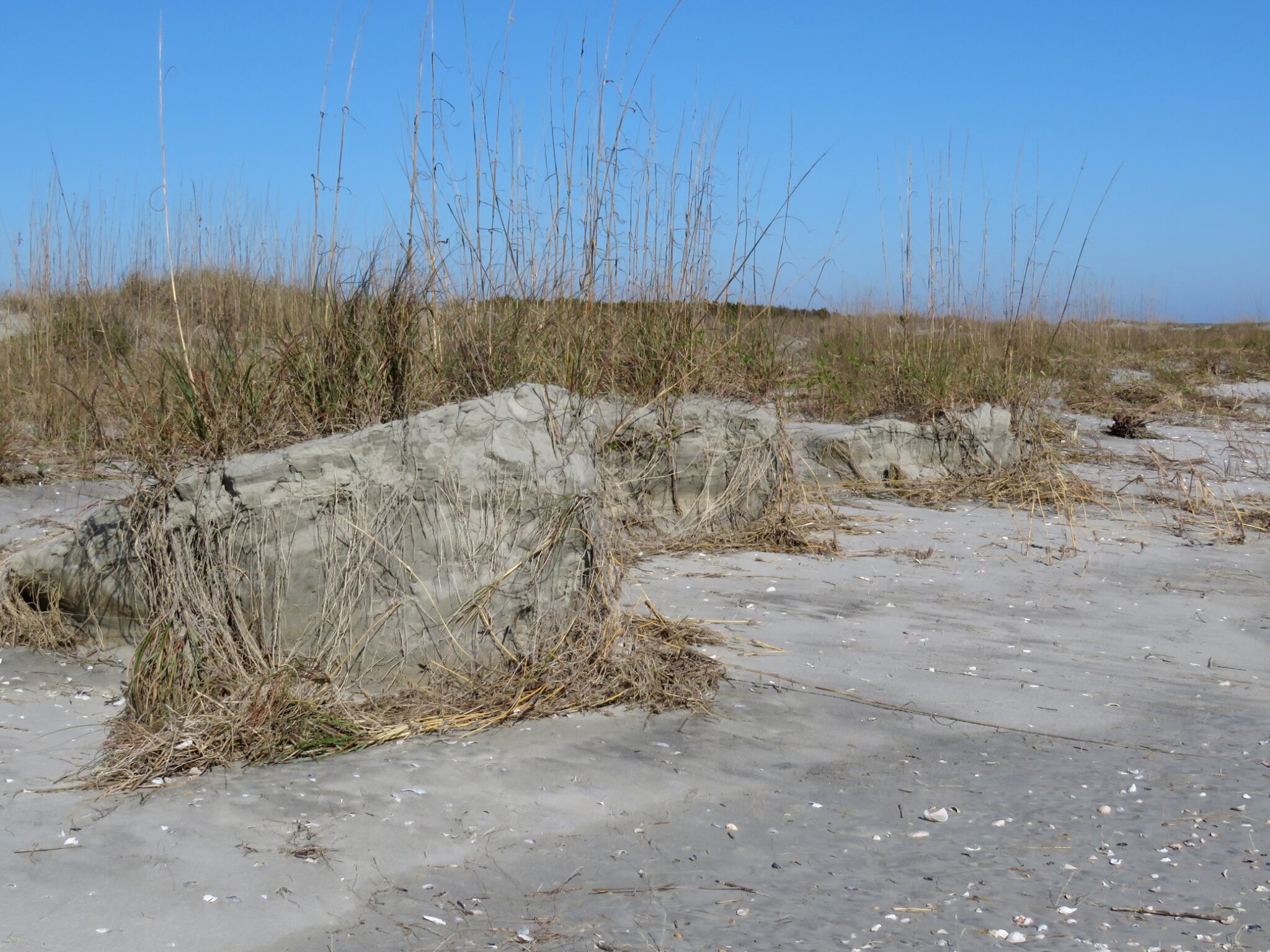 SeaOats Edisto Island Open Land Trust, South Carolina
