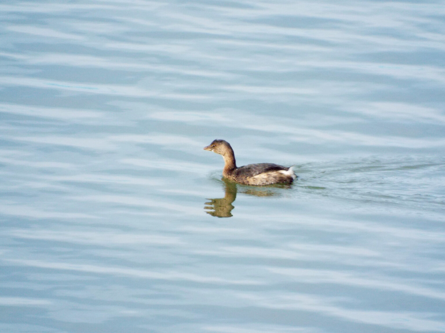 Grebes - Edisto Island Open Land Trust, South Carolina