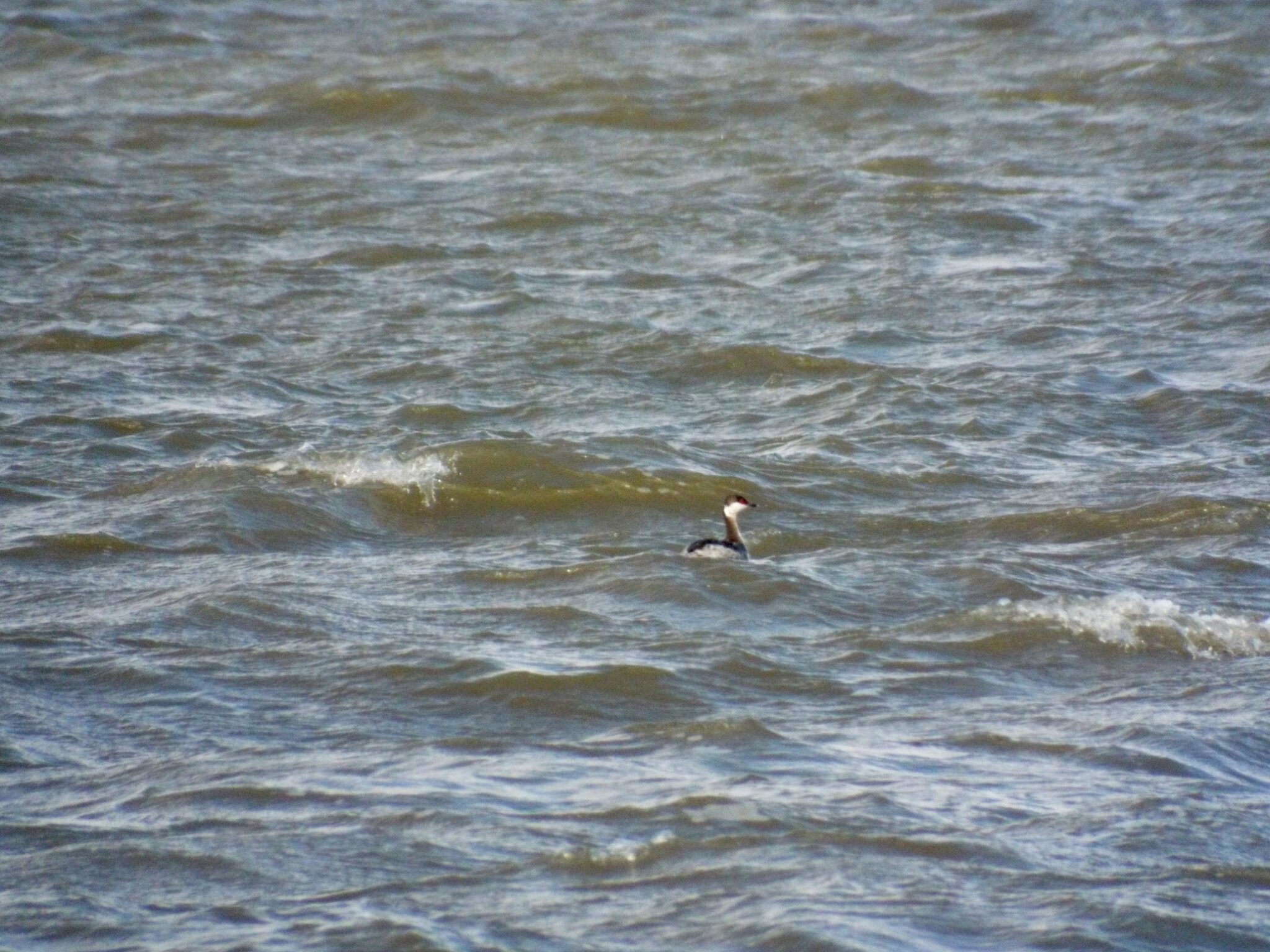 Grebes - Edisto Island Open Land Trust, South Carolina