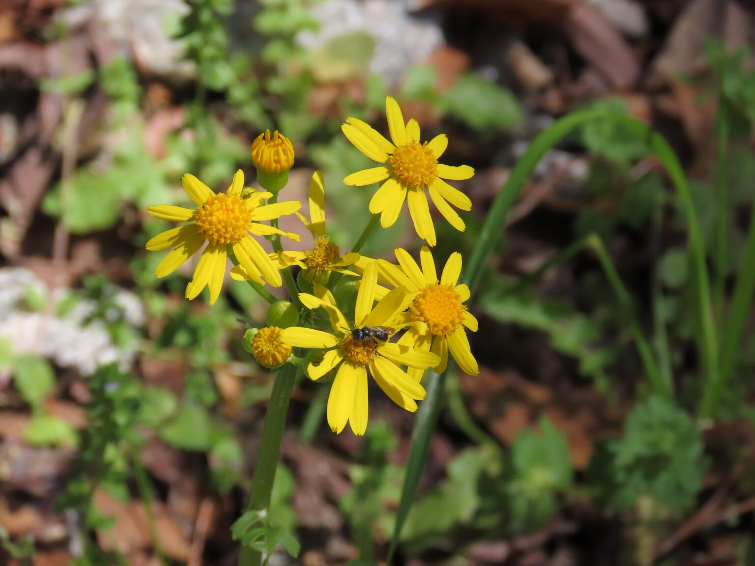 Butterweed Edisto Island Open Land Trust, South Carolina