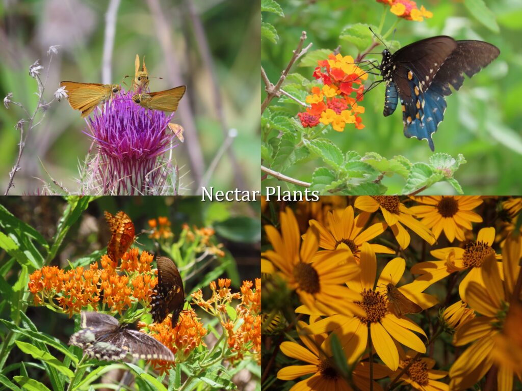 Pollinator Week 2024: How to Create a Pollinator Garden - Edisto Island ...