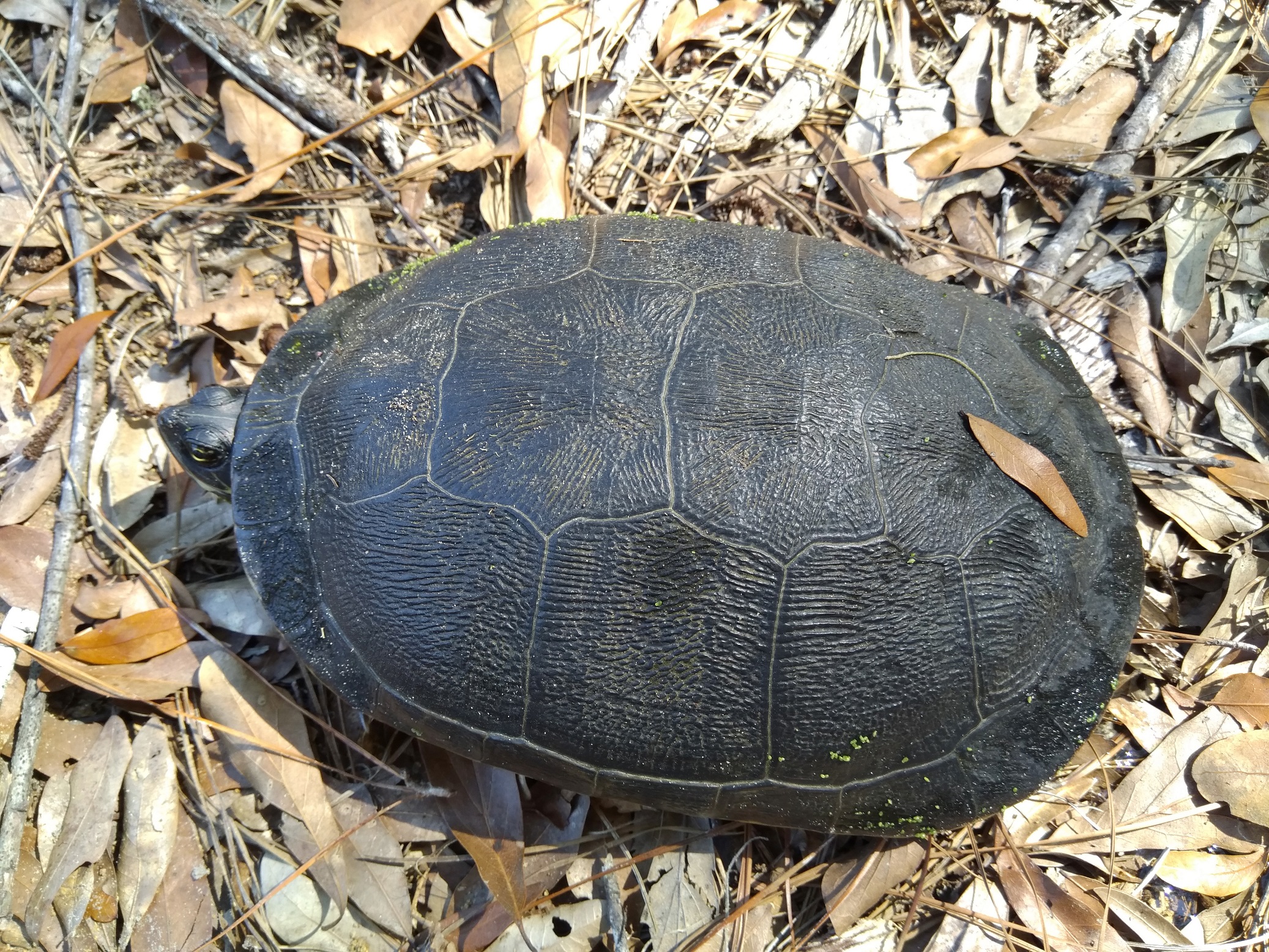 Chicken Turtle - Edisto Island Open Land Trust, South Carolina
