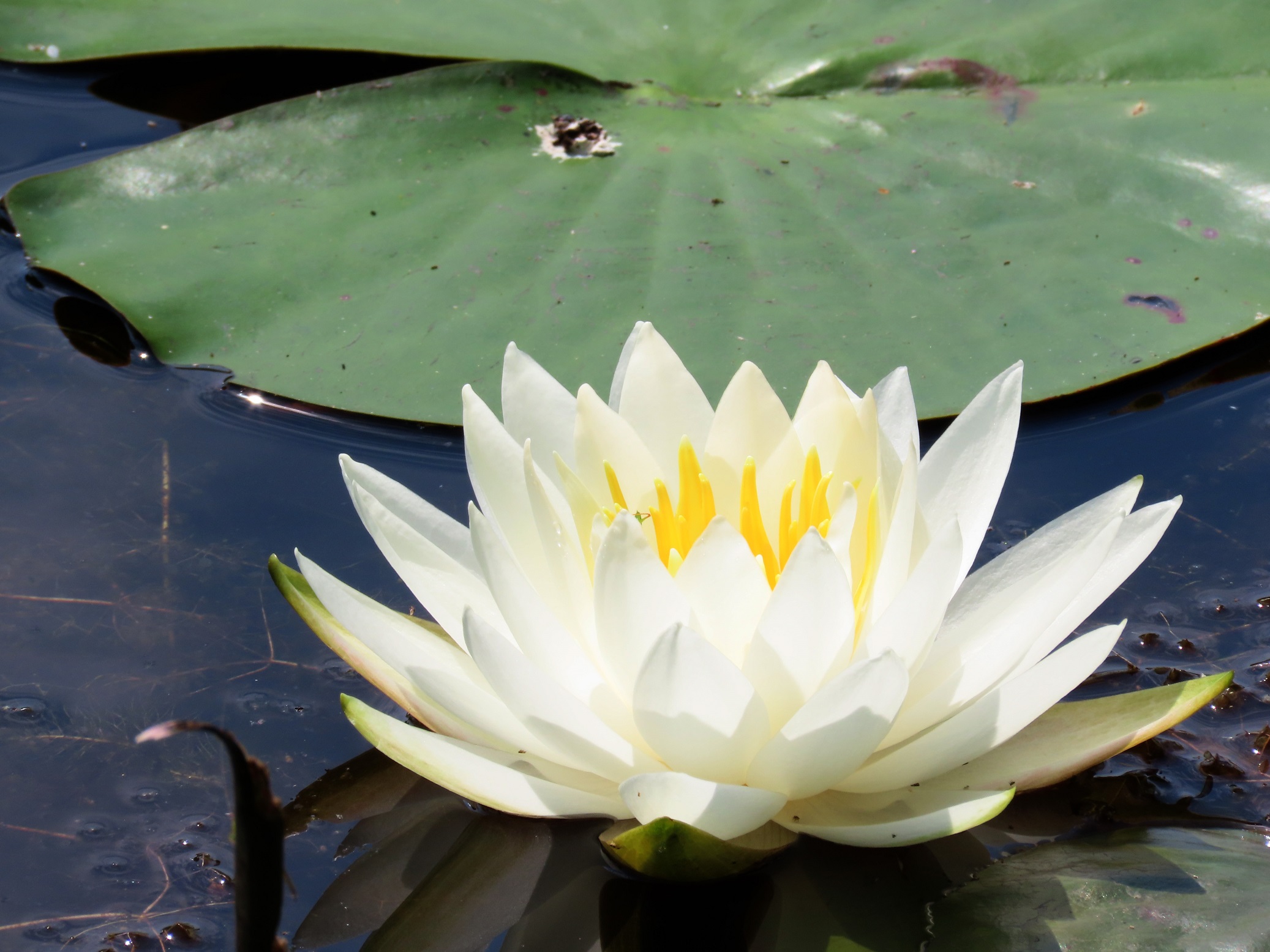 American White Waterlily - Edisto Island Open Land Trust, South Carolina
