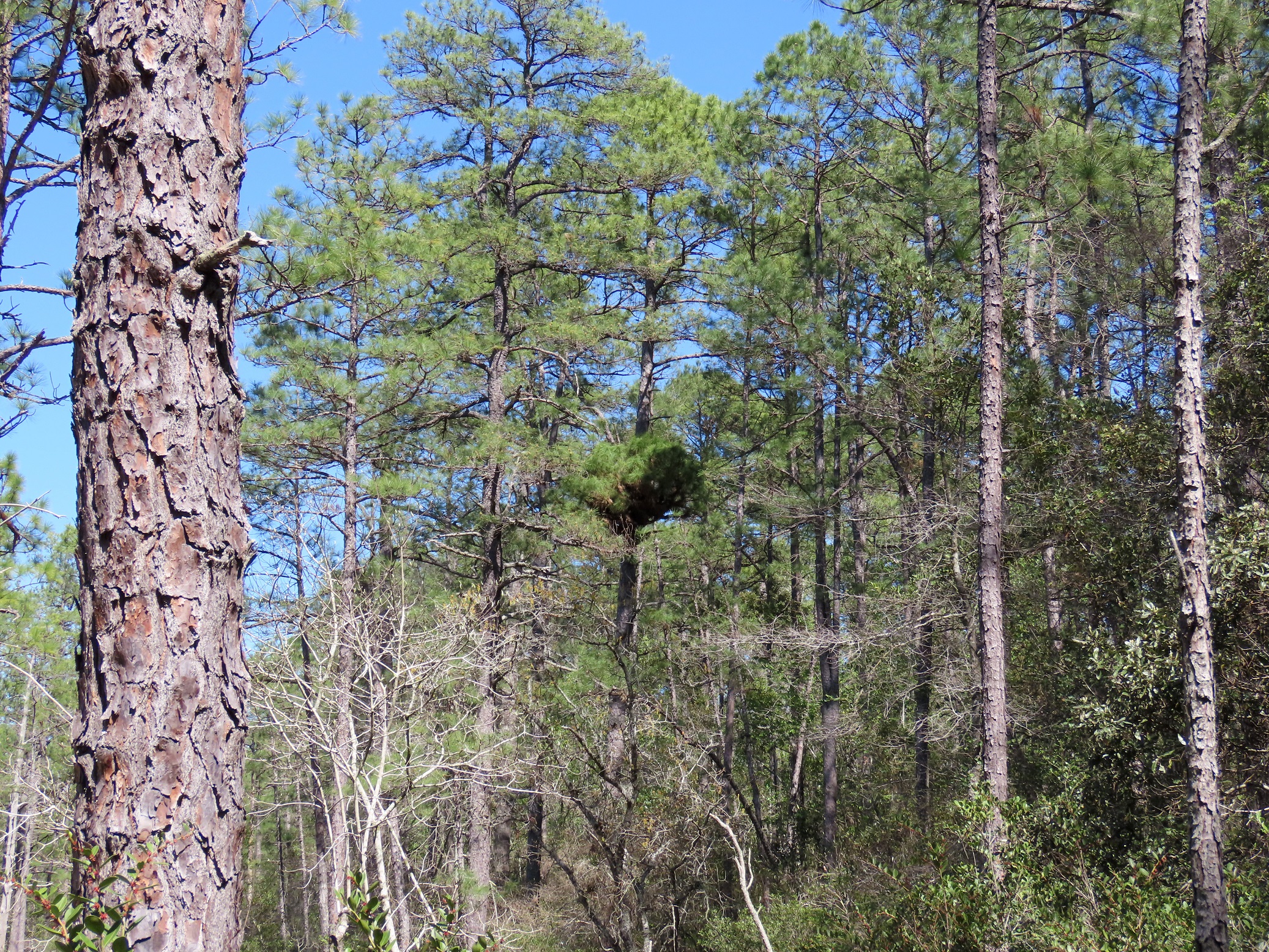Witch's-Broom - Edisto Island Open Land Trust, South Carolina