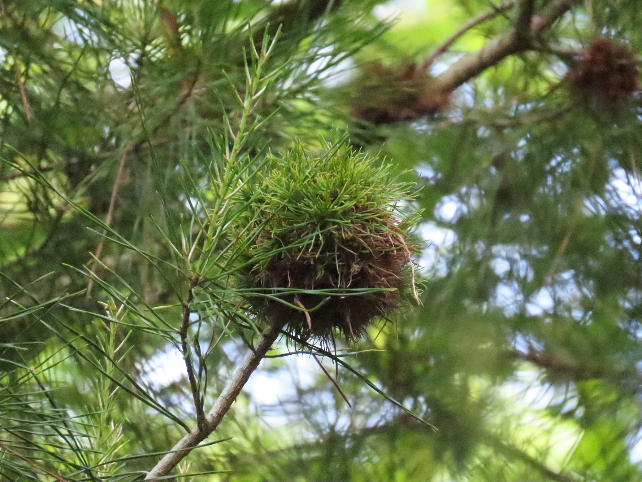 Witch's-Broom - Edisto Island Open Land Trust, South Carolina