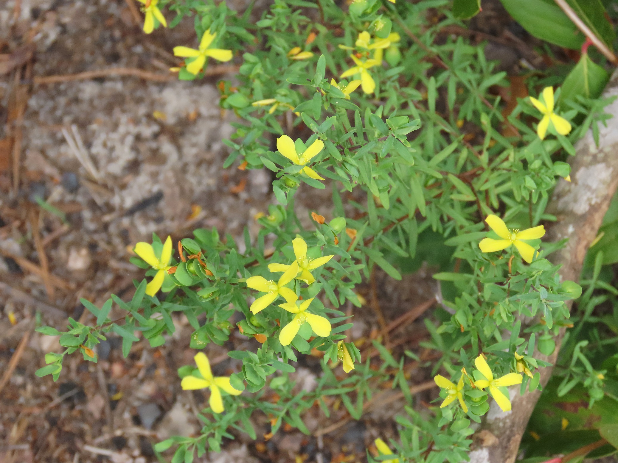 Tomomi★St ANDREWS★セントアンドリュース☆イエロー☆ St. Andrew's Cross - Edisto Island Open Land Trust, South Carolina